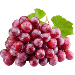 ecodreaminternational