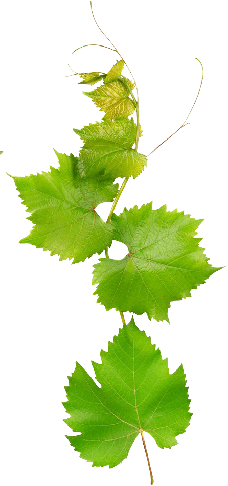 ecodreaminternational