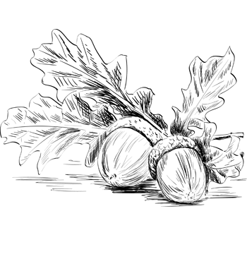 ecodreaminternational