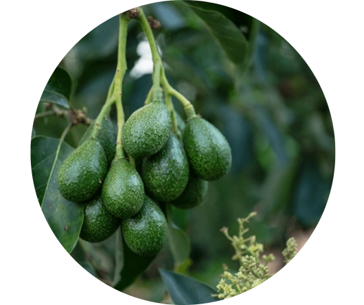 ecodreaminternational