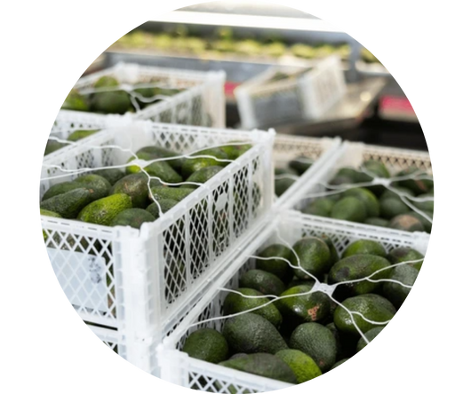 ecodreaminternational