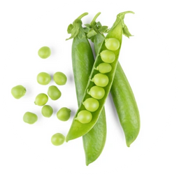 ecodreaminternational