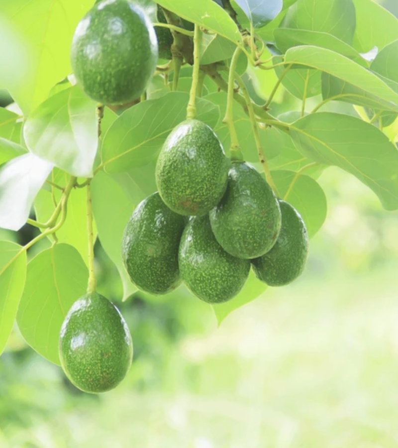 ecodreaminternational