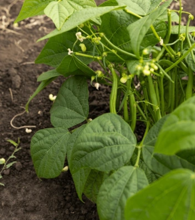 ecodreaminternational