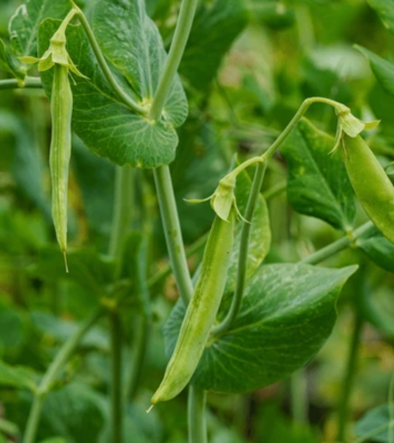 ecodreaminternational