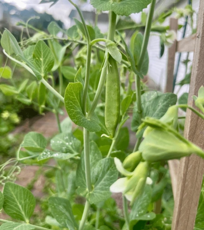 ecodreaminternational