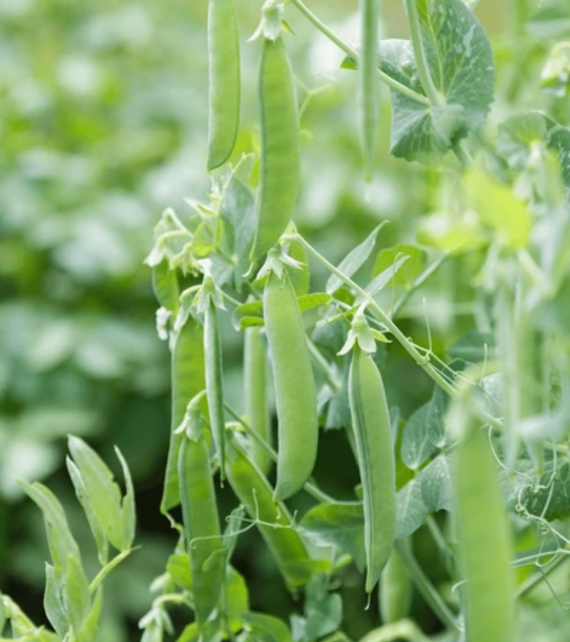 ecodreaminternational