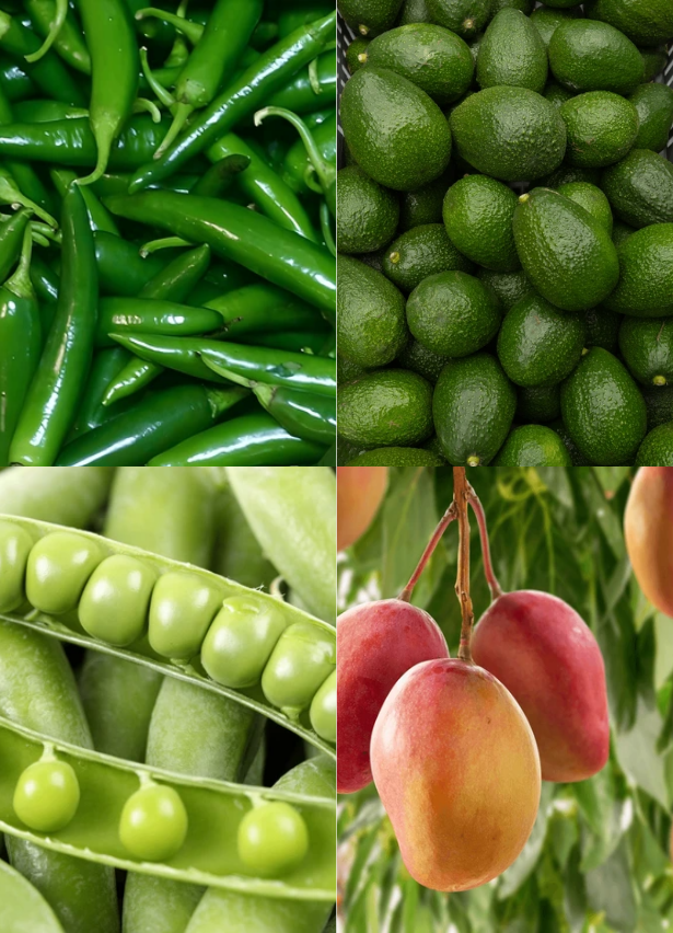 ecodreaminternational