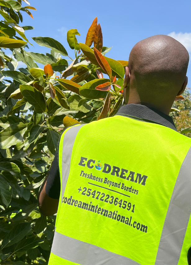 ecodreaminternational