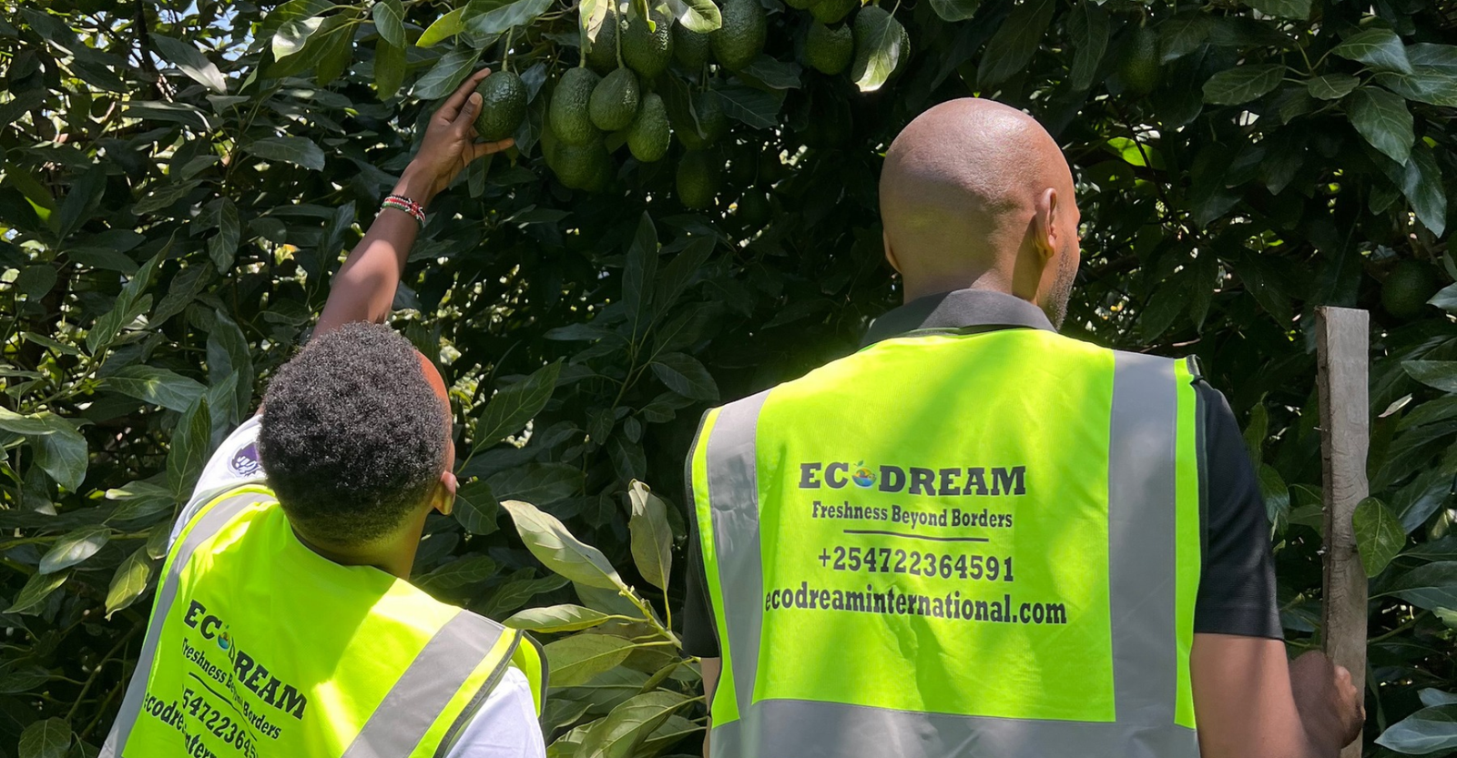 EcoDream team inspecting avocados in a Kenyan orchard