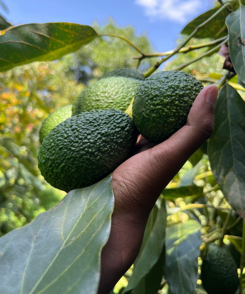 Fresh Kenyan avocados for export