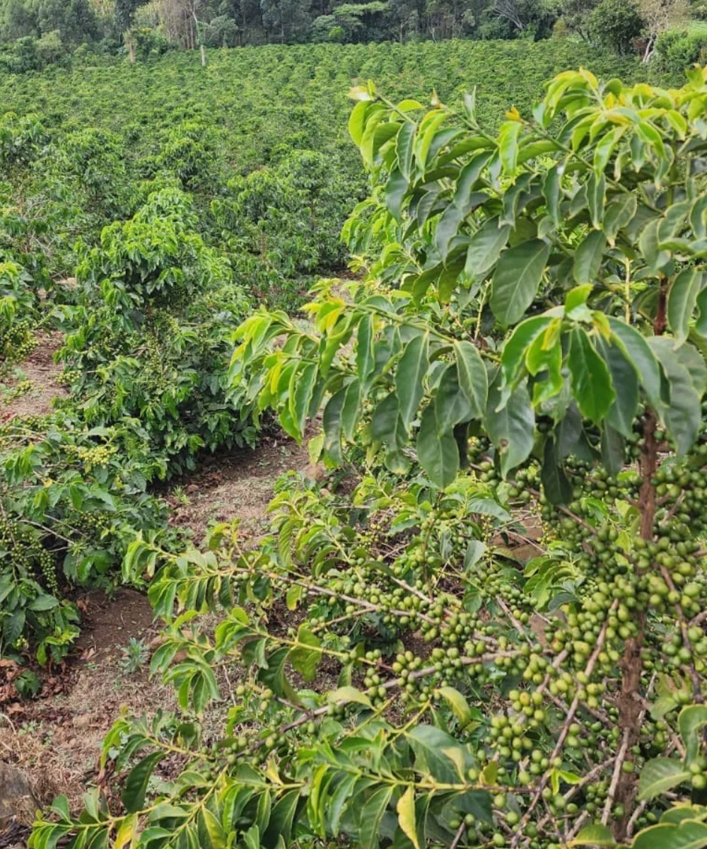 Specialty Kenyan coffee for export