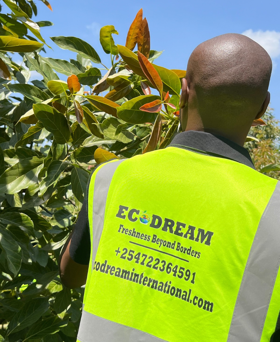 EcoDream team member working in a Kenyan farm